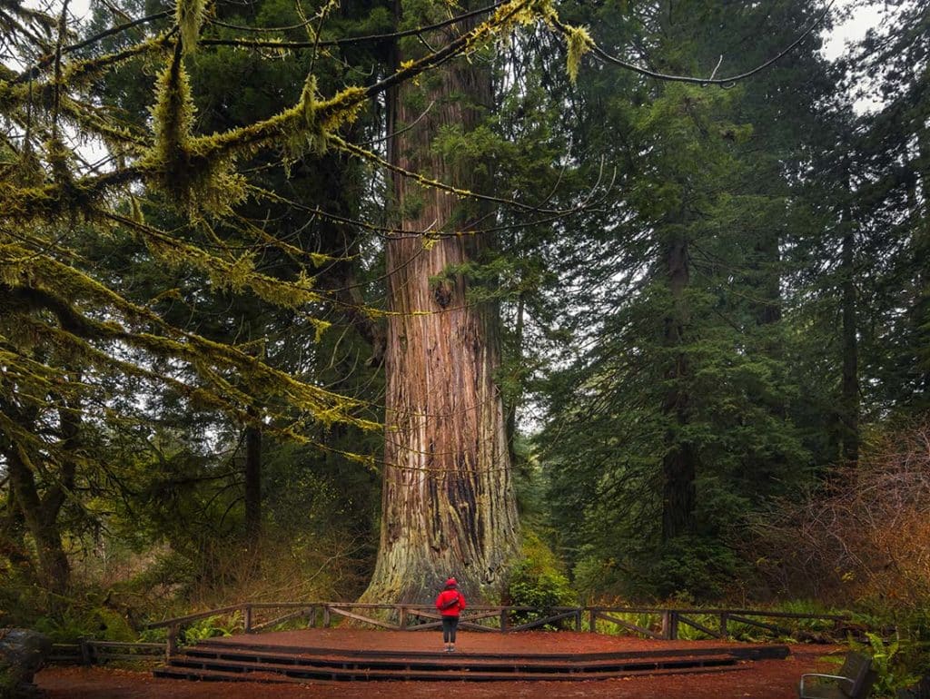Redwoods & Attractions 1