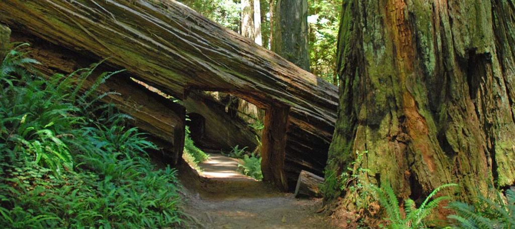 Redwoods & Attractions 6